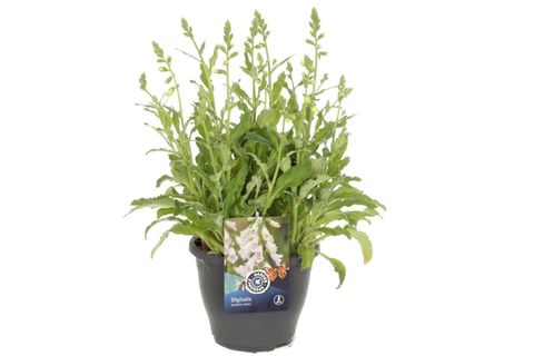 Digitalis purpurea 'Dalmatian White'