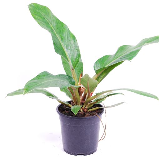 BOTANICLYZimmerpflanze 70 cmPhilodendron ... Philodendron XanaduHöhe