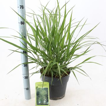 Panicum virgatum 'Rehbraun'