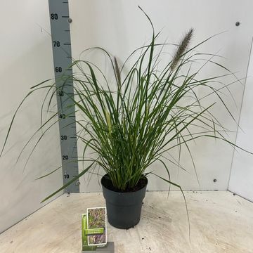 Pennisetum alopecuroides 'Black Beauty'