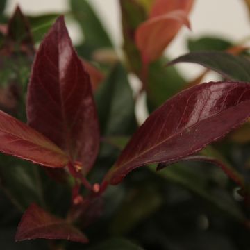 Leucothoe 'Зеблид'