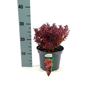 Berberis thunbergii 'Ruby Star'