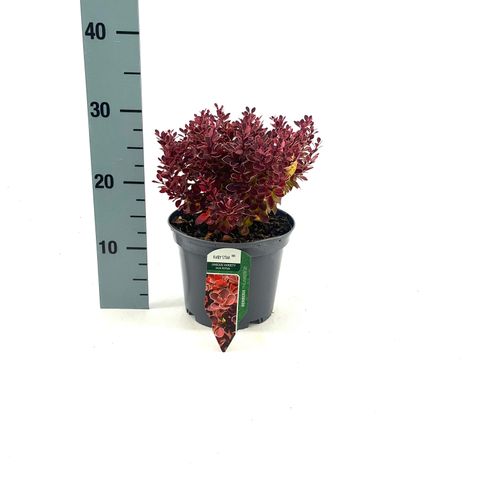 Berberis thunbergii 'Ruby Star'