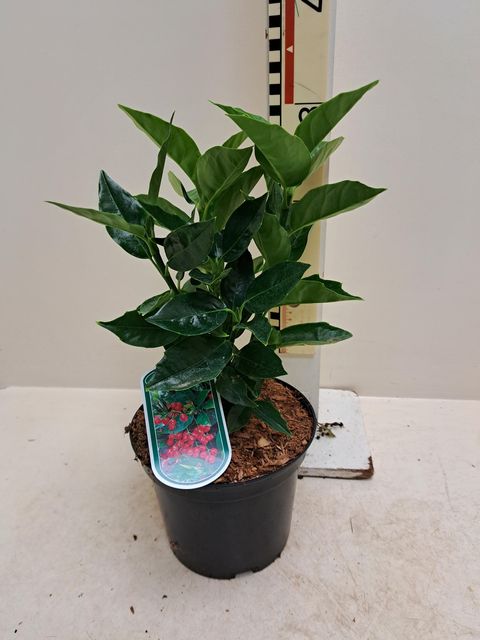 Aucuba japonica 'Розани'