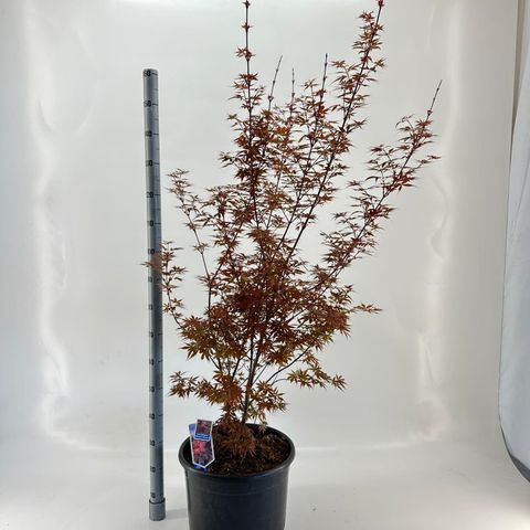 Acer palmatum 'Skeeter's Broom'