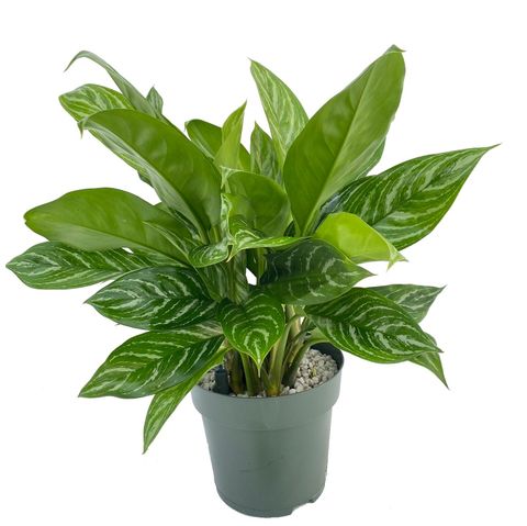 Aglaonema 'Stripes'
