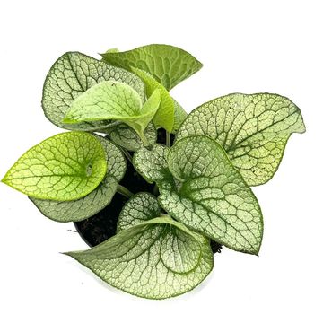 Brunnera macrophylla 'Sterling Silver'