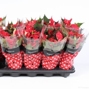 Euphorbia pulcherrima SONORA WHITE GLITTER