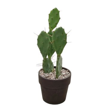 Opuntia vulgaris