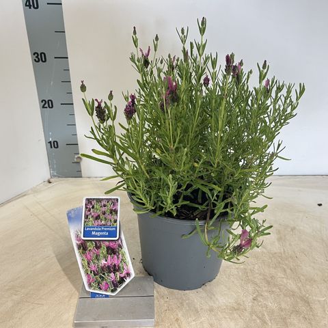 Lavandula stoechas LAMOROSIA MAGENTA