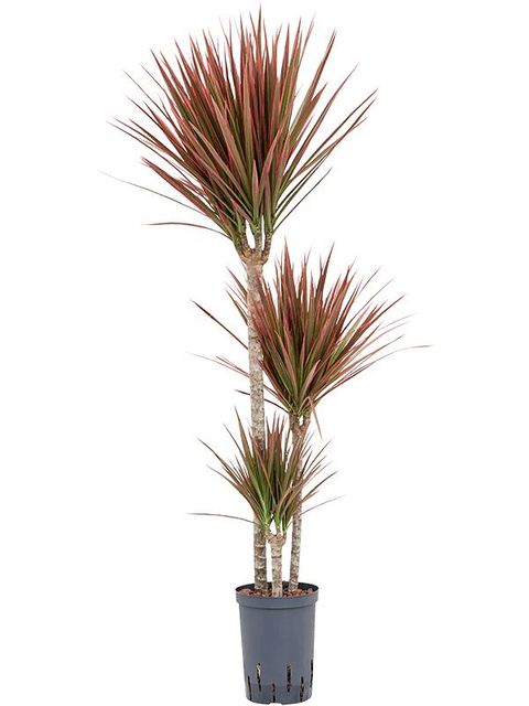 Dracaena marginata