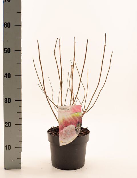 Hydrangea paniculata VANILLE FRAISE