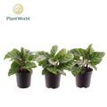 Calathea 'Freddie'