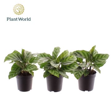 Calathea 'Freddie'