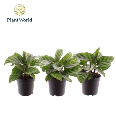 Calathea 'Freddie'