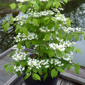 Viburnum plicatum KILIMANDJARO