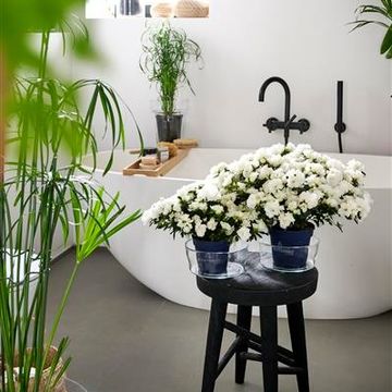 Rhododendron HORTINNO NORALINDE BELLI