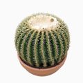 Echinocactus grusonii forma interme