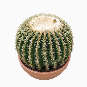 Echinocactus grusonii forma interme