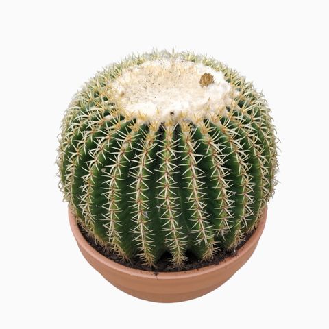 Echinocactus grusonii forma interme