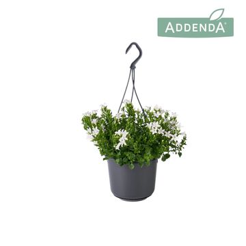 Campanula poscharskyana ADANSA WHITE