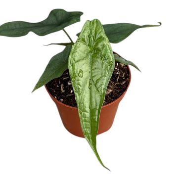 Alocasia heterophylla 'Dragon's Breath'