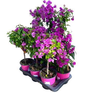 Bougainvillea glabra SANDERIANA MIX