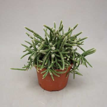 Rhipsalis baccifera horrida