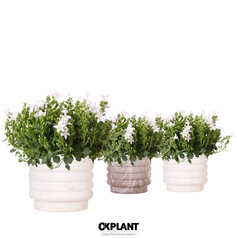 Campanula portenschlagiana AMBELLA WHITE