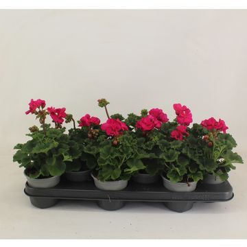 Pelargonium TOSCANA KLAAS