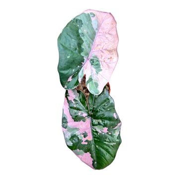 Alocasia 'Yucatan Princess Pink Variegata'