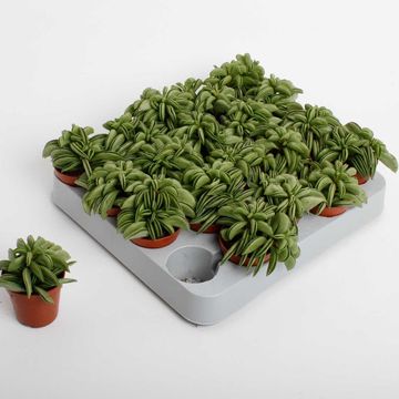 Peperomia 'Happy Bean'