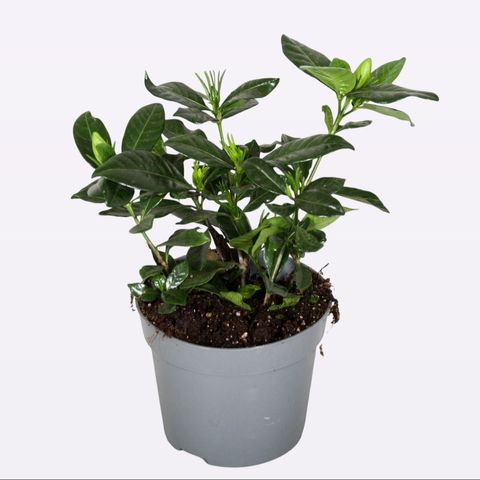 Gardenia jasminoides 'Domino'