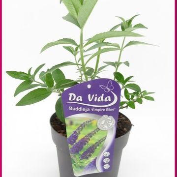 Buddleja davidii 'Empire Blue'