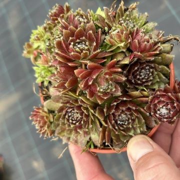 Sempervivum 'Rubin'