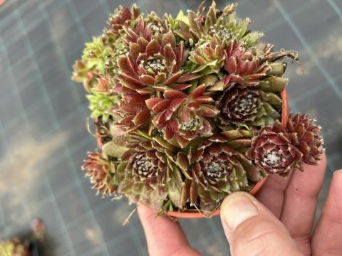Sempervivum 'Rubin'
