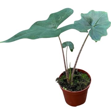 Alocasia nycteris 'Bat Wing'