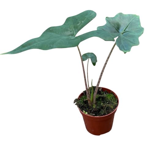 Alocasia nycteris 'Bat Wing'