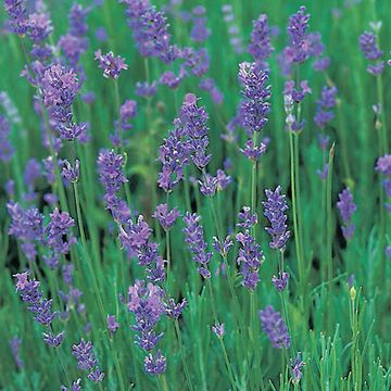 Lavandula angustifolia