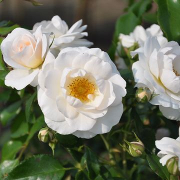 Rosa 'Sirius'