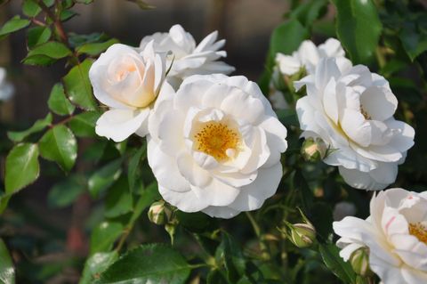 Rosa 'Sirius'