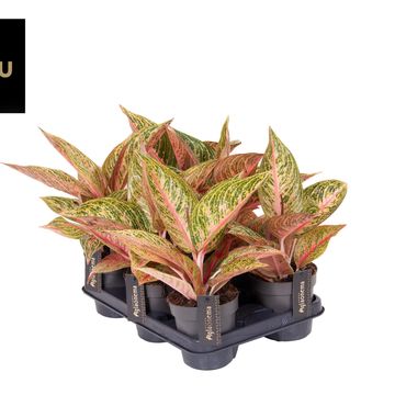 Aglaonema 'Romance Red'