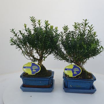 Buxus harlandii