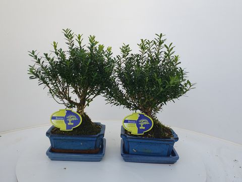 Buxus harlandii