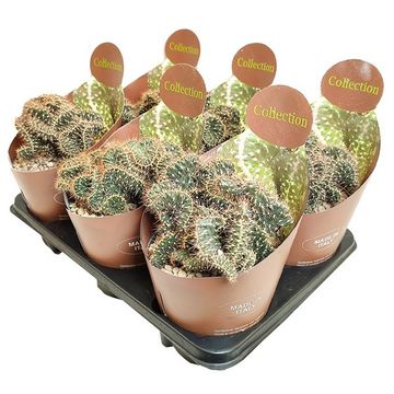 Cylindropuntia fulgida cristata