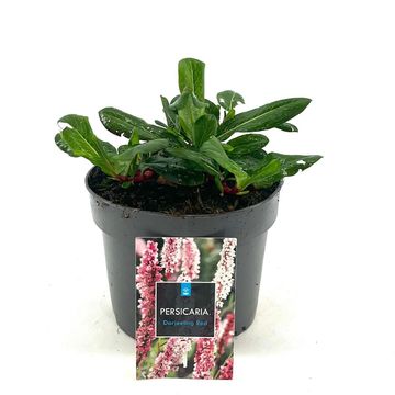 Persicaria affinis 'Darjeeling Red'