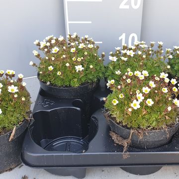 Saxifraga x arendsii
