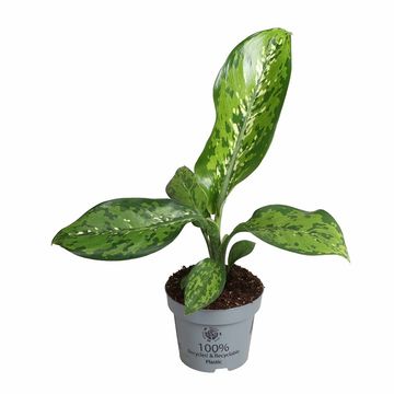 Dieffenbachia 'Crocodile'