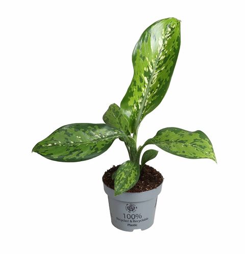 Dieffenbachia 'Crocodile'