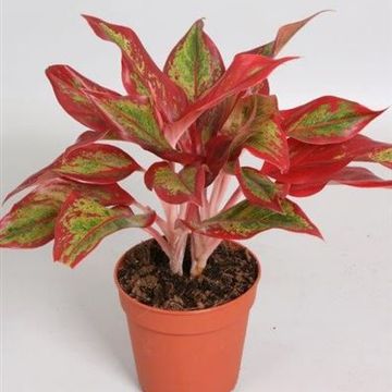 Aglaonema 'Crete Flame'